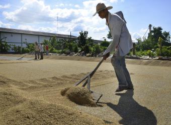 Los dos primeros grupos productores de arroz controlan cerca del 48 % del mercado.  Foto: Archivo particular