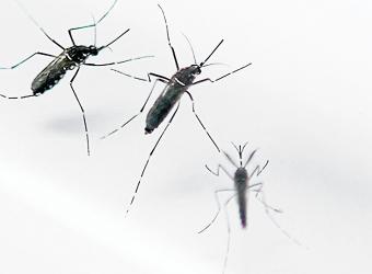 Aedes aegypti, el mosquito que puede propagar la fiebre del dengue. Foto: AFP
