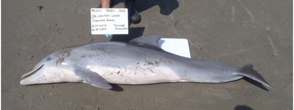 Delfín mular muerto en la costa del Golfo de México LDWF