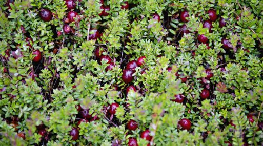 Cranberries are harvested at Elm Lake Cranberry Co. in Wisconsin Rapids, Wisconsin, U.S., on Tuesday, Sept. 27, 2011. In August the U.S. Department of Agriculture forecast the 2011 cranberry crop would be 7.50 million barrels, up 10 percent from 2010 and the second largest production on record. Photographer: Daniel Acker/Bloomberg